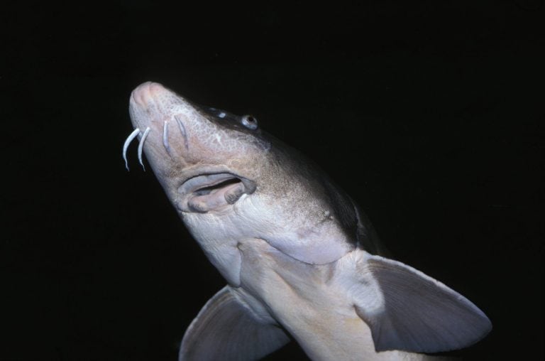 Lake Sturgeon, acipenser fulvescens, Adult