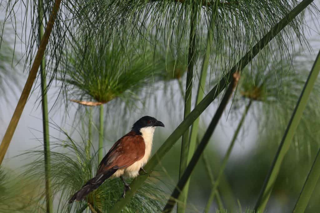 Blue-headed Coucal (Centropus monachus), a bird in the Cuculidae family, along the Victoria Nile, Uganda, east africa