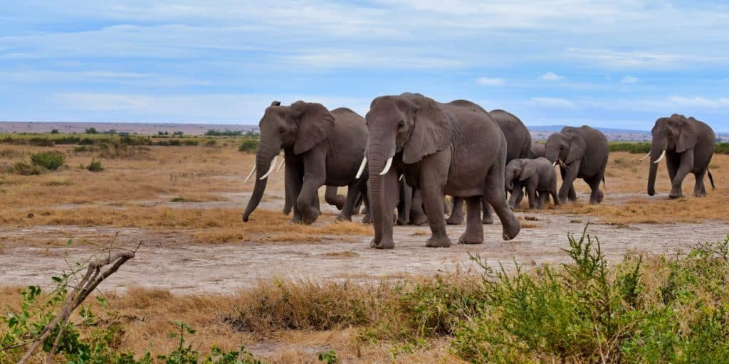 kenya amboseli: view of elephant migration