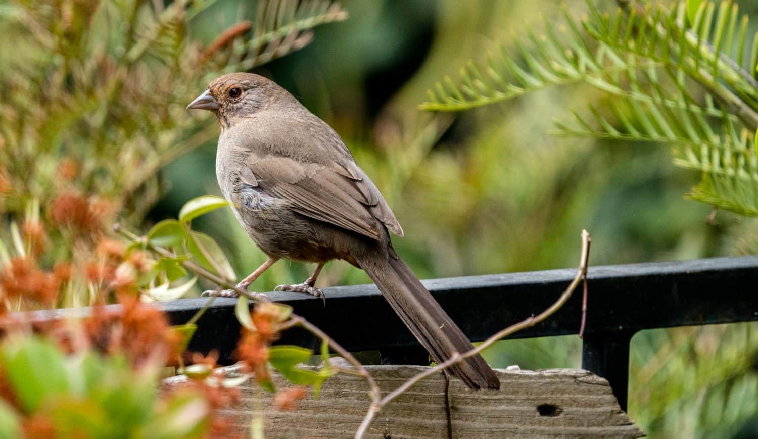 A California Towhee, (Melozone crissalis) is perched on a fence. 
