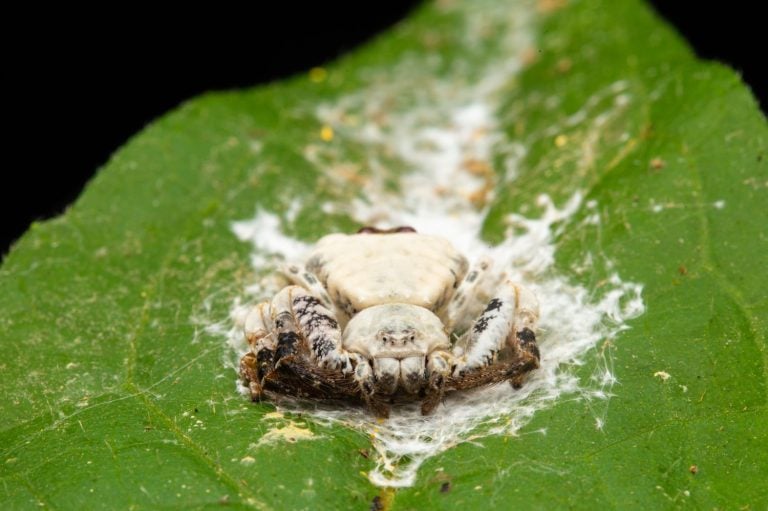 Macro Image of Bird dung crab spider on Green leaf.
