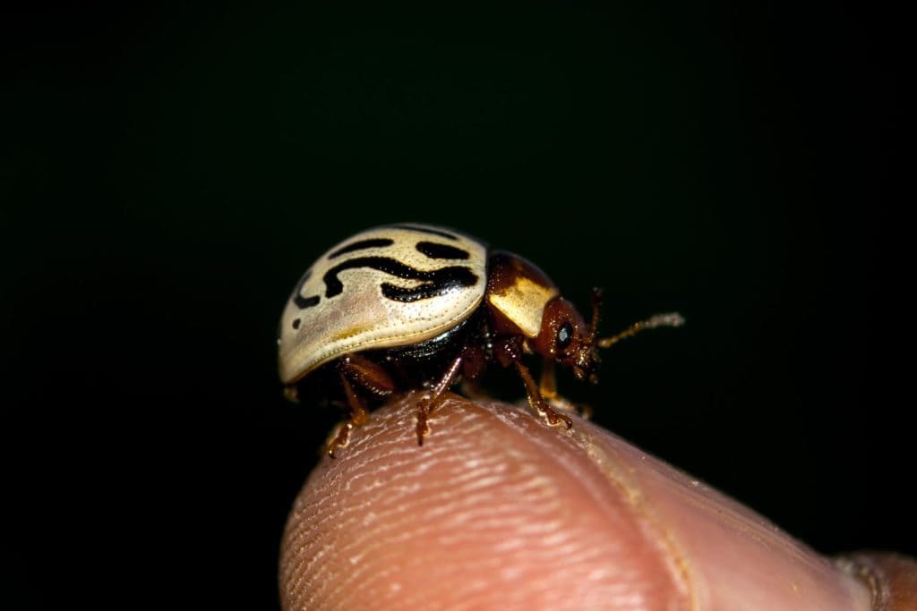 This Beetle’s Shell Looks Like Ancient Writing — Here’s Why - A-Z Animals