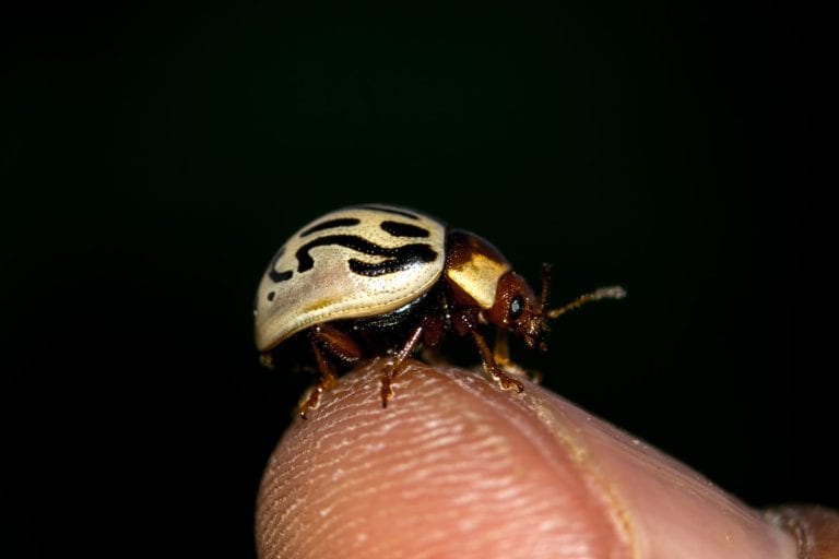 Super macro of Calligraphy beetle, This little beetle on my thumb, It has shown harmony with nature and this beautiful creature of nature