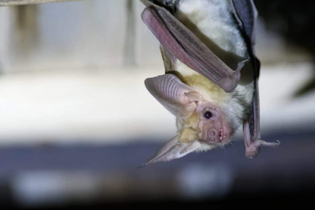 Pallid Bat hanging upside down