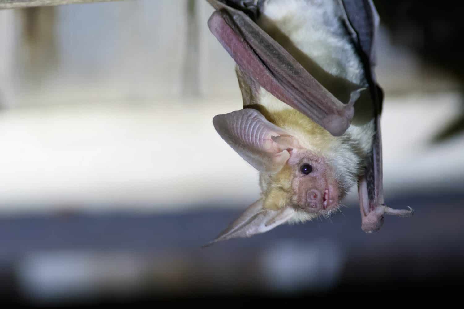 Pallid Bat hanging upside down
