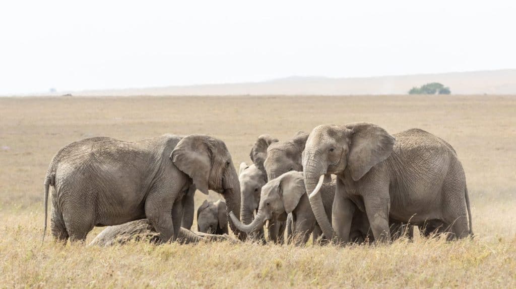 Herd of Elephants gathering round a dead family member Serengeti Tanzania