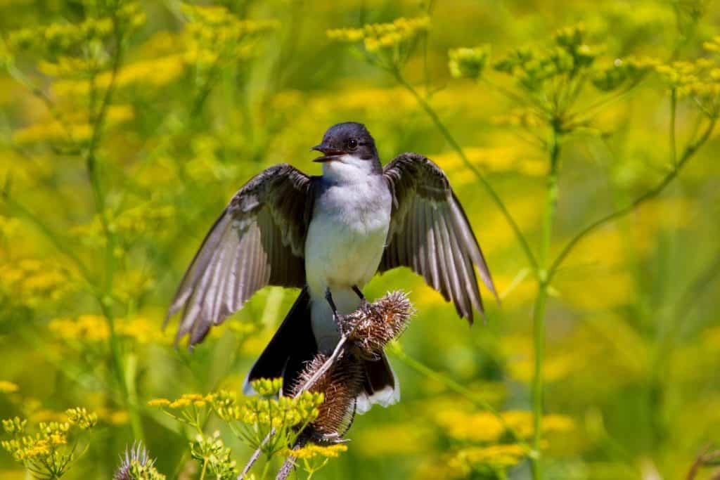 Eastern Kingbird Surrounded By Yellow Foliage With Wings Spread