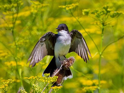 A Eastern Kingbird