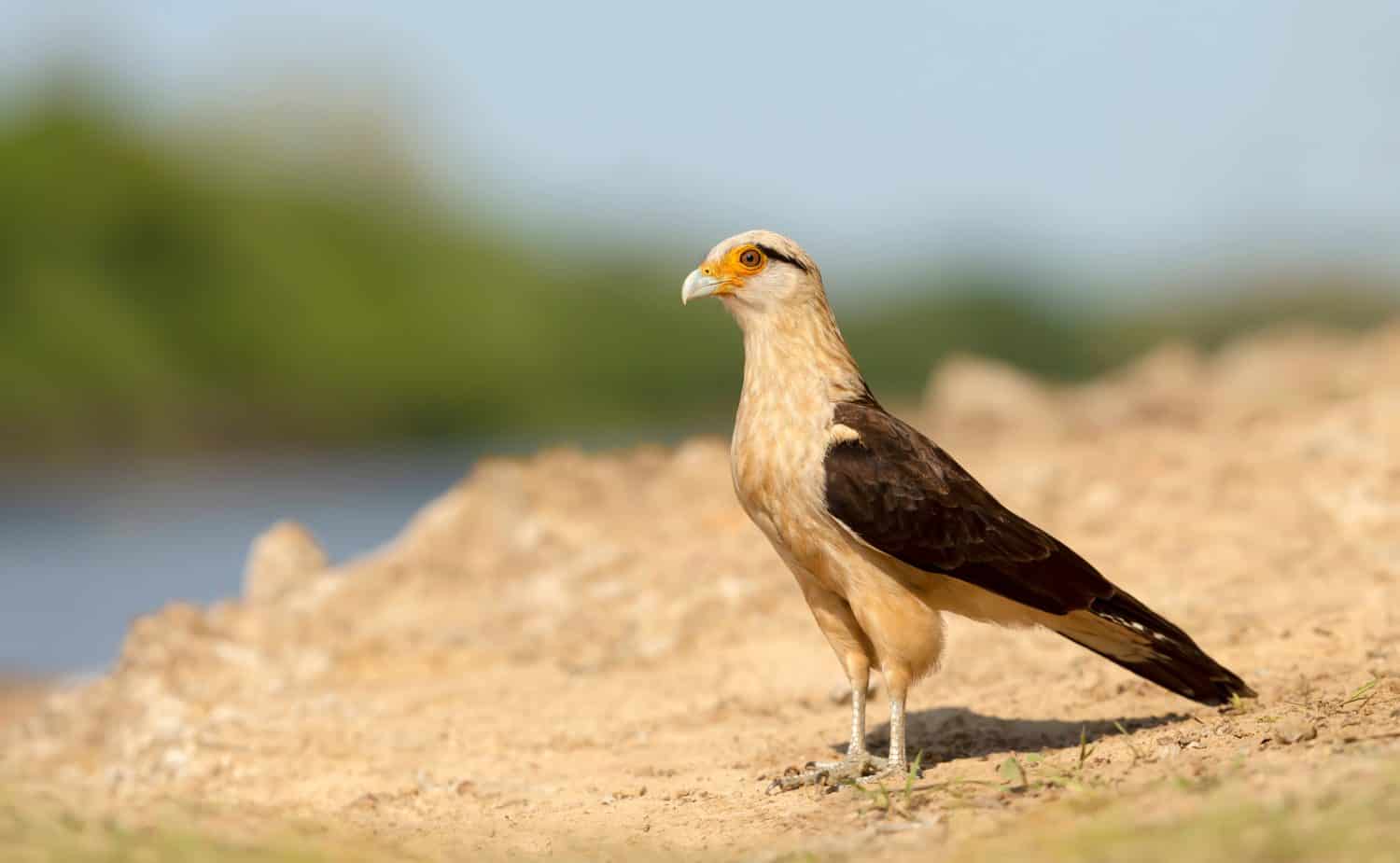 Close up of a Yellow-headed caracara (Milvago chimachima) standing on a sandy river coast, South Pantanal, Brazil.