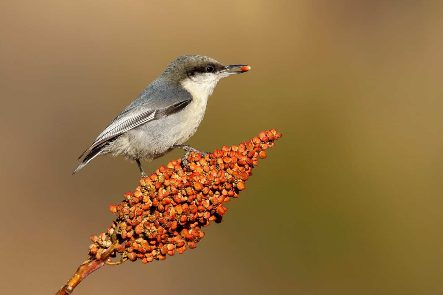 Adult Pygmy Nuthatch, Sitta pygmaeaLos Alamos County, USA, during winter