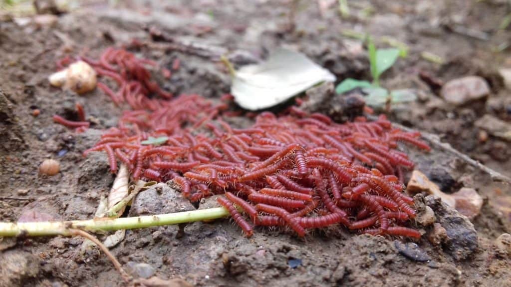swarm of baby millipedes move