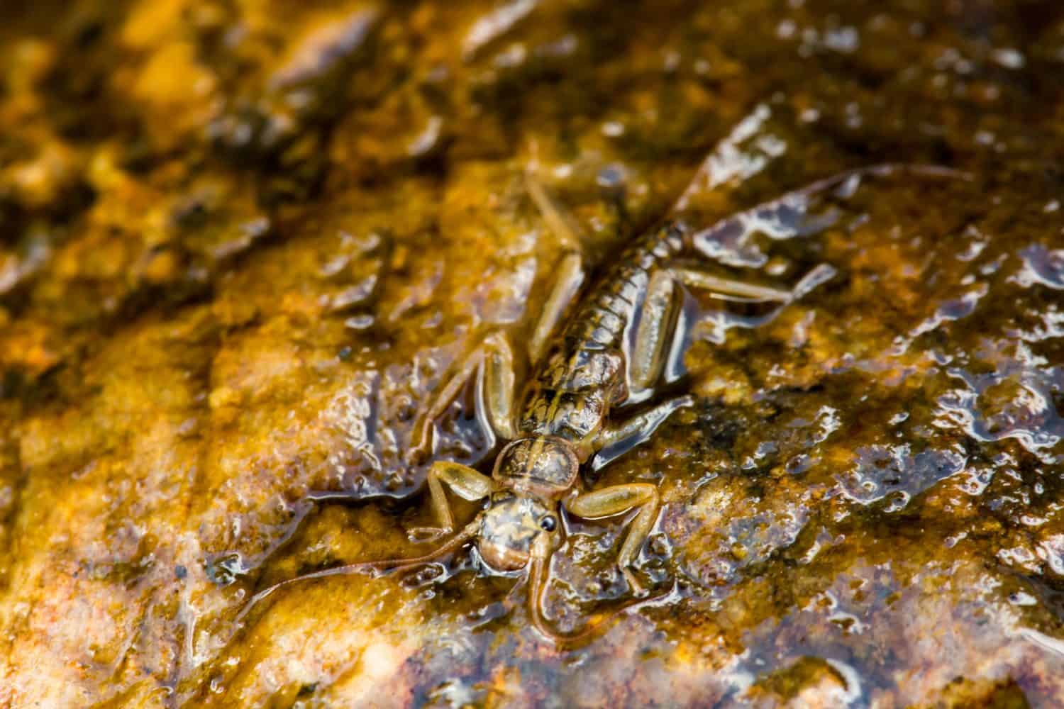 Stonefly nymph on a rock