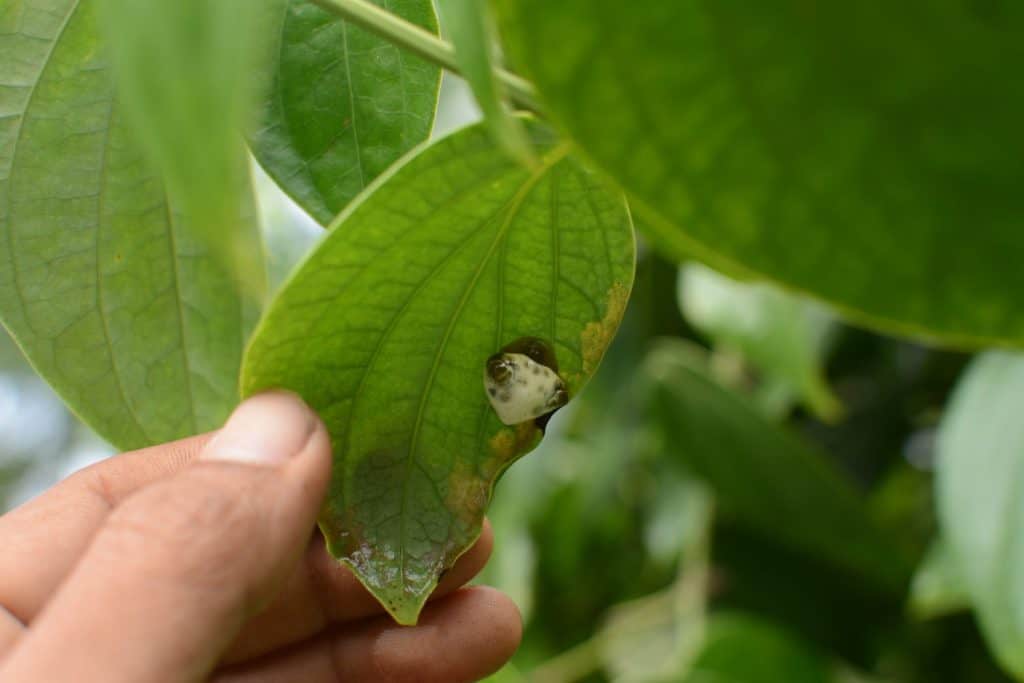 bird dropping spider in organic pepper garden, Thailand