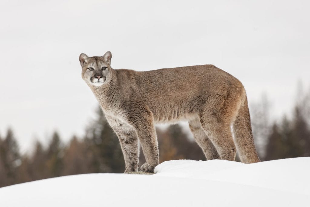 Mountain lion in winter snow, Montana.