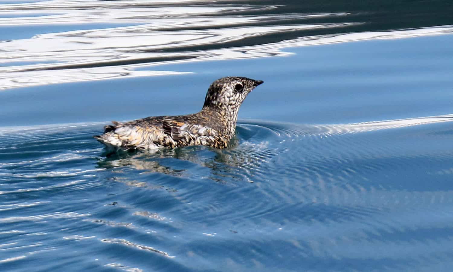 Kittlitz's murrelet (Brachyramphus brevirostris) swimming in the ocean off Alaska, United States.
