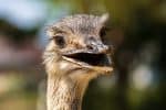 Rheas