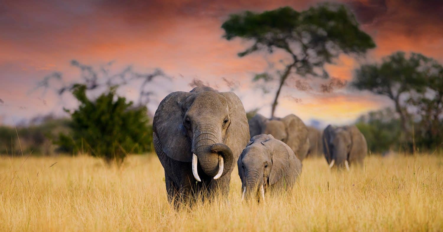 An African Adventure