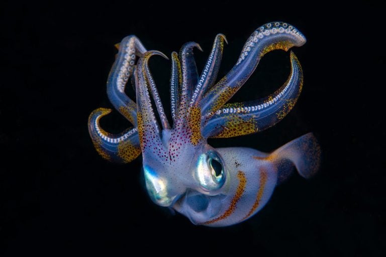 Bigfin Reef Squid - Sepioteuthis lessoniana in the night. Underwater world of Tulamben, Bali, Indonesia.