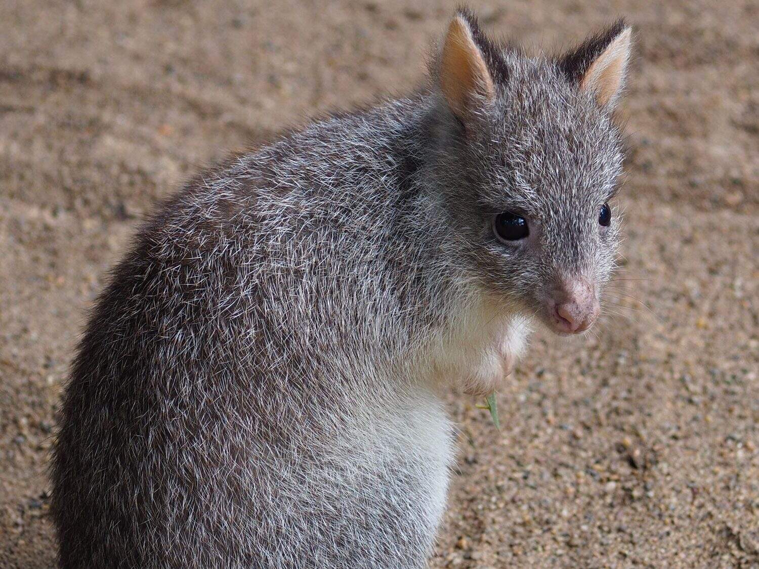 Captivating Charming Petite Rufous Bettong with Bright Eyes and Dainty Features.        
