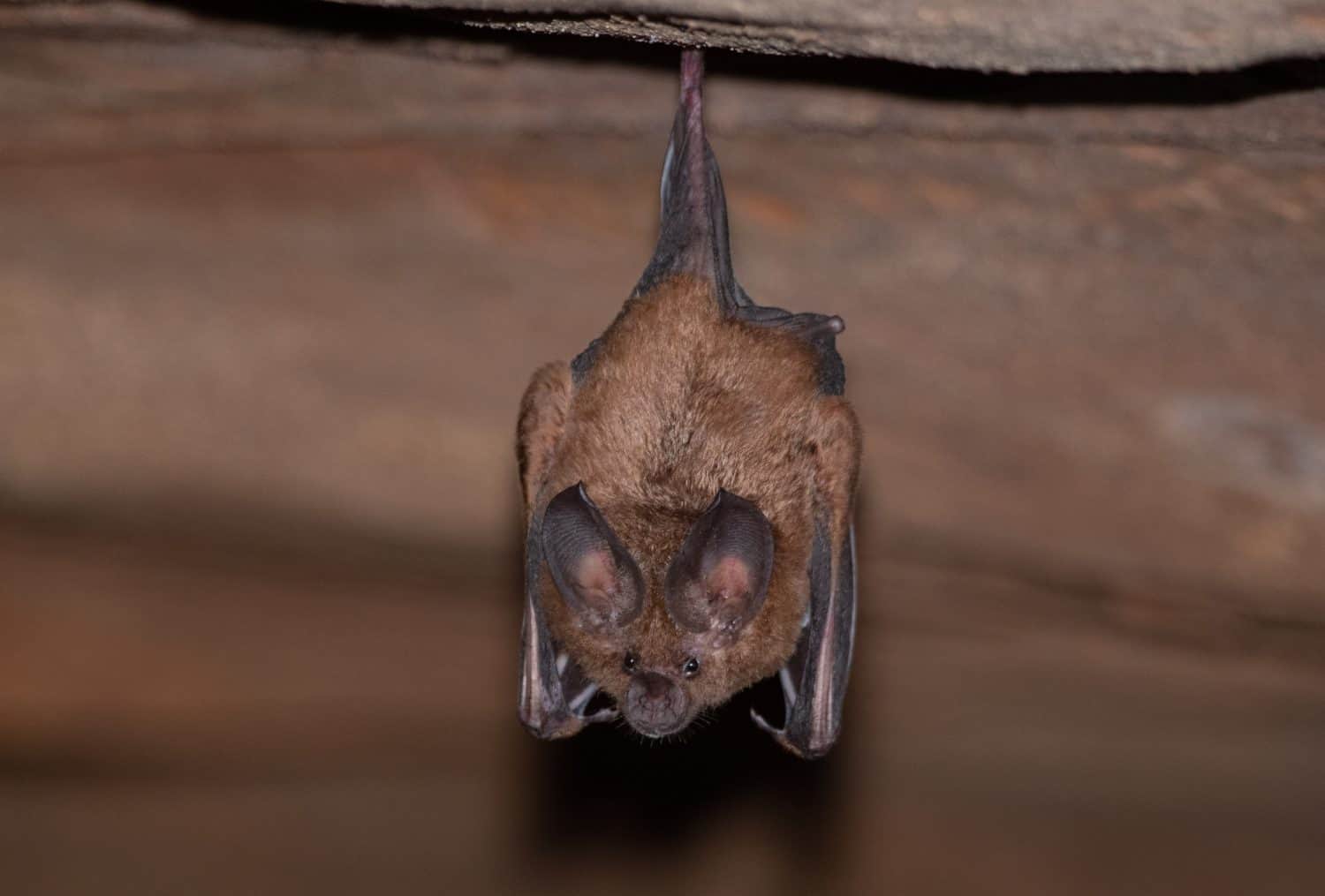 A Brown-bat (Mimon bennetti) perched on a cave ceiling.