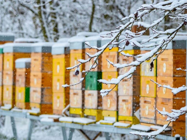 bee hives in winter time - hives in snow