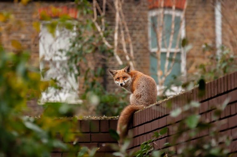 Urban red fox (Vulpes vulpes) wandering on top of brick wall spiked with broken glass on very early morning in residential gardens.