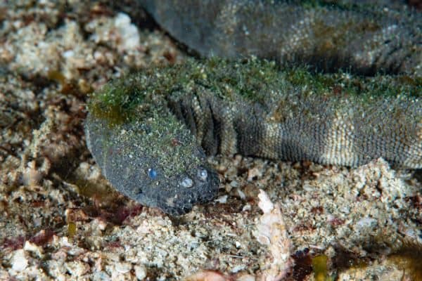 The Moment a Diver Encounters a Prehistoric Snake in the Middle of the ...