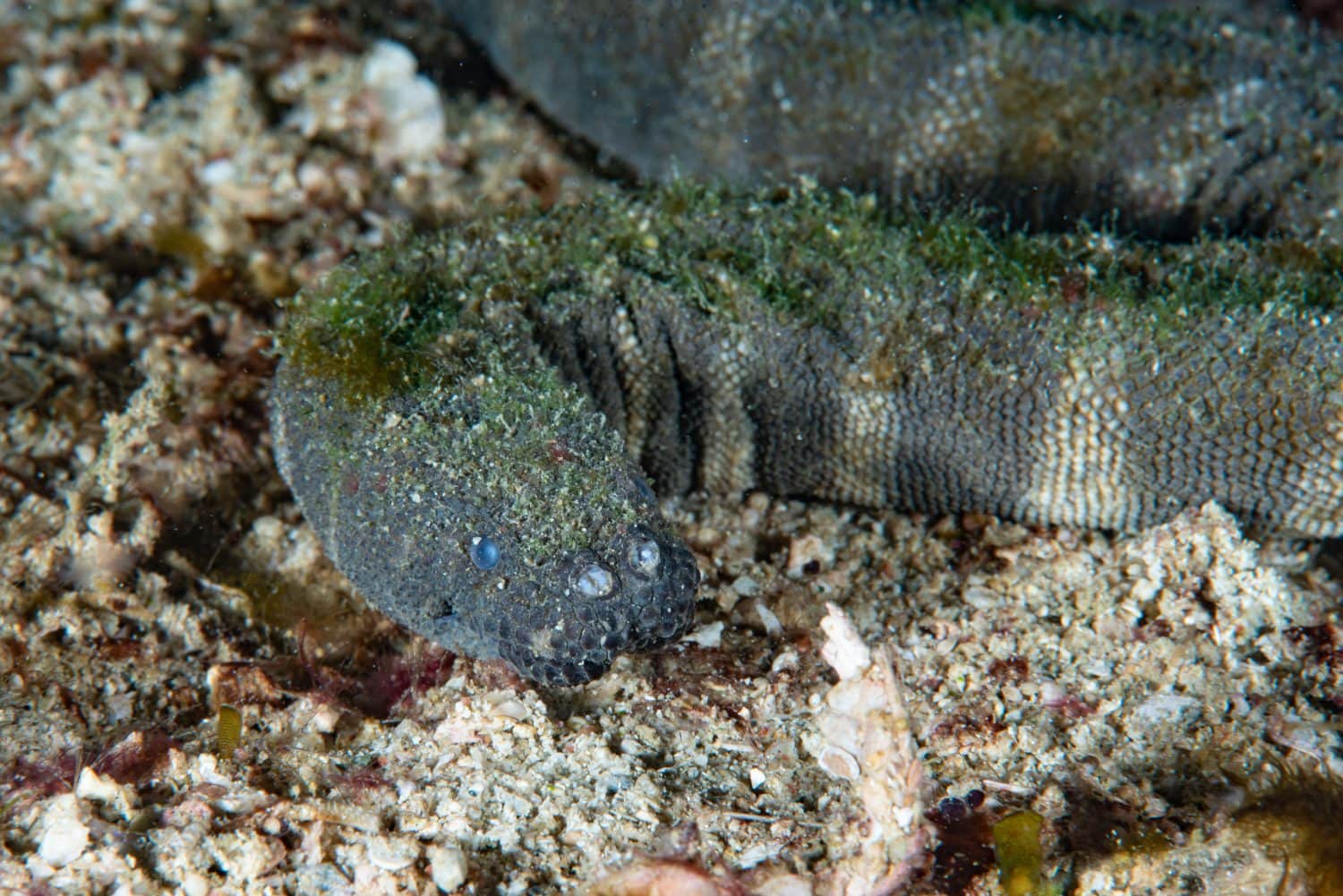 Marine File Snake Acrochordus granulatus