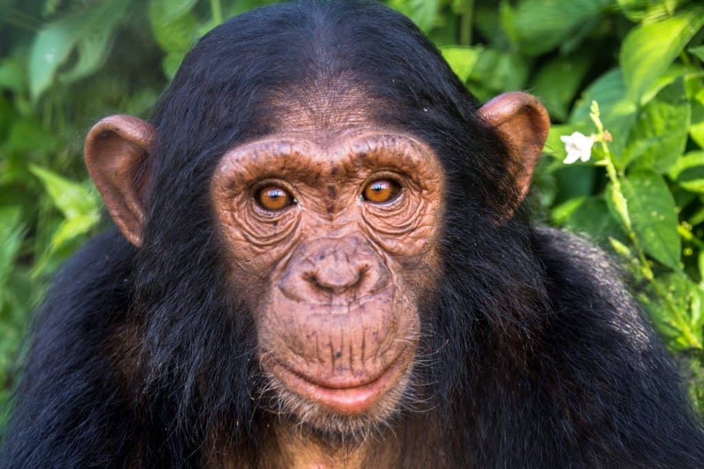 This is a portrait of a juvenile chimpanzee. Juvenile chimpanzees are distinctive due to their skin and eye colour, often lighter than that of an adult, with pink skin and orange eyes.