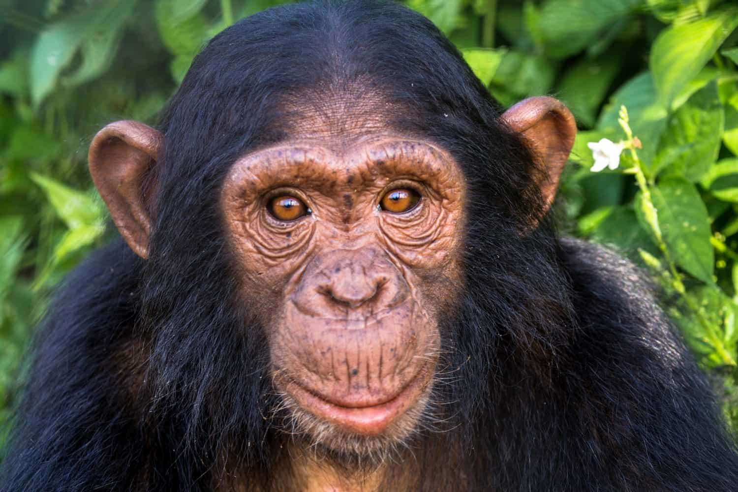 This is a portrait of a juvenile chimpanzee. Juvenile chimpanzees are distinctive due to their skin and eye colour, often lighter than that of an adult, with pink skin and orange eyes. 