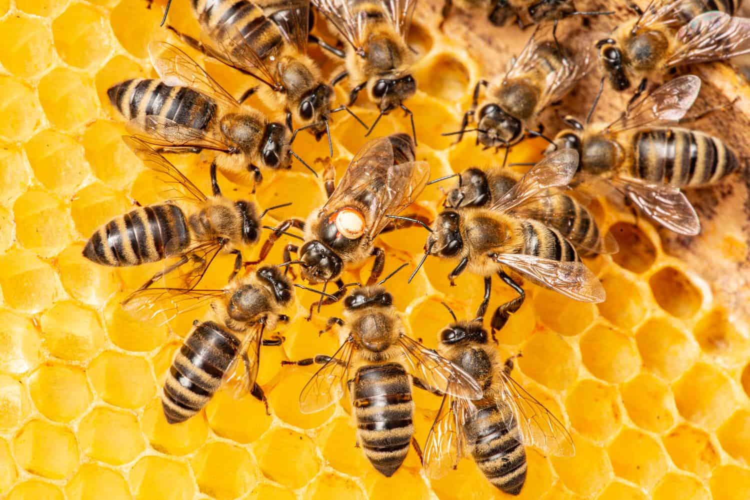 the queen (apis mellifera) marked with dot and bee workers around her - bee colony life