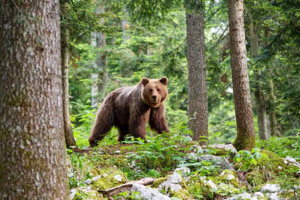 Brown bear - close encounter with a wild brown bear eating in the forest and mountains of the Notranjska region in Slovenia