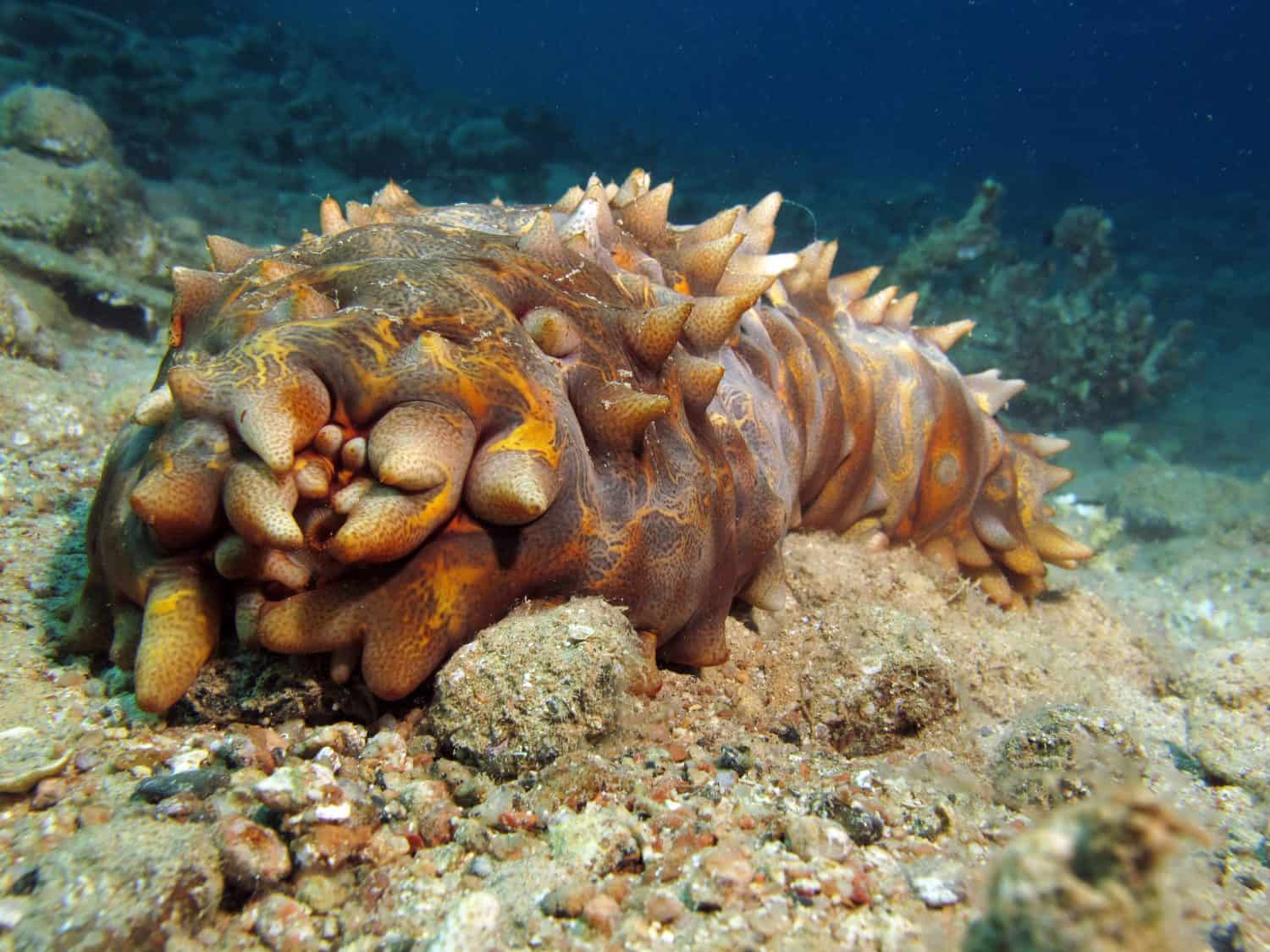 Tubercle sea cucumber (holothurian, echinoderm, invertebrate)