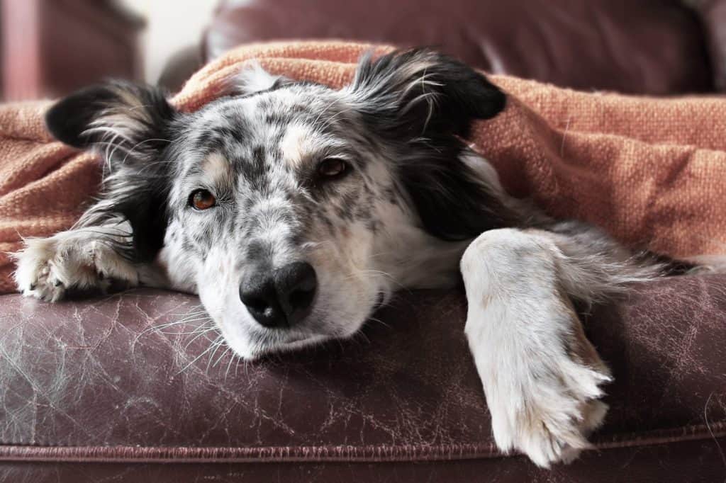 Border collie / australian shepherd dog on couch under blanket looking sad bored lonely sick