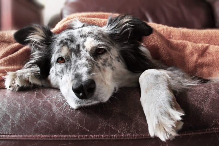 Border collie / australian shepherd dog on couch under blanket looking sad bored lonely sick