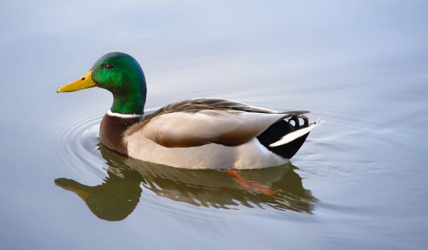 Mallard duck swimming on a pond picture with reflection in water