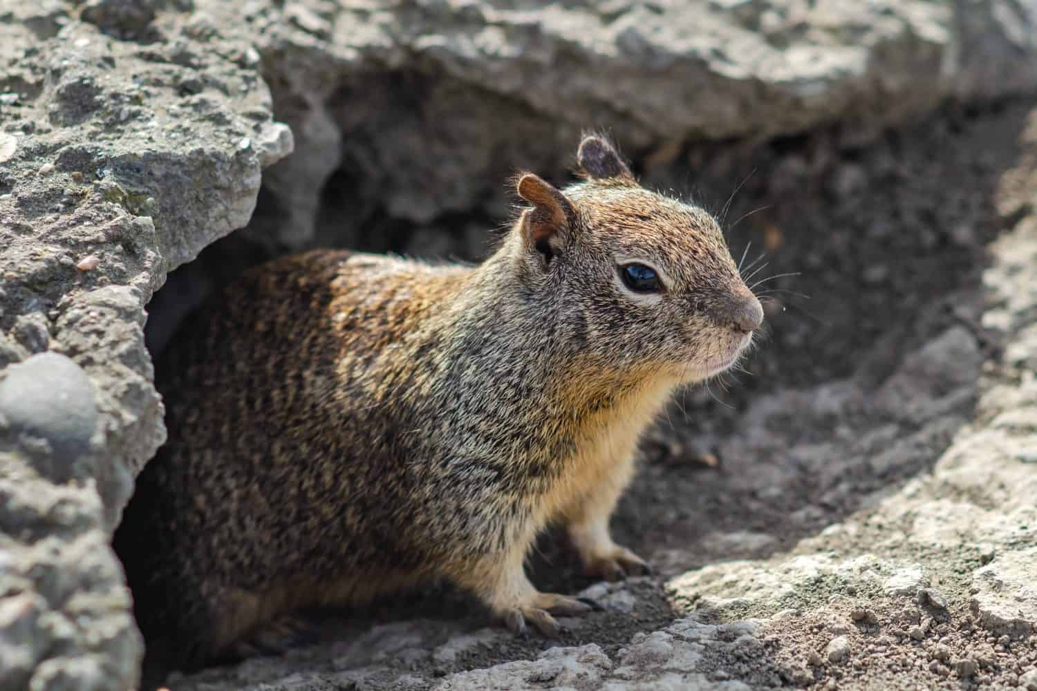 California ground squirrel (Spermophilus beecheyi) in Central Park, Fremont	
