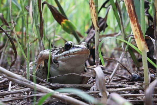 Why April Sounds So Loud: The Reason Frogs Explode into Chorus After ...