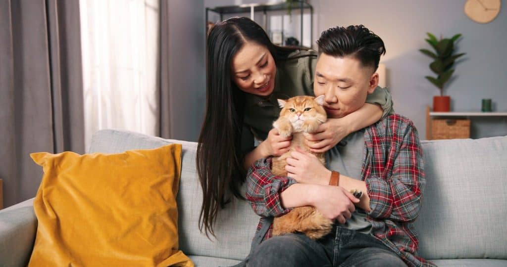 Portrait of caring Asian married couple man and woman holding cute cat while resting at home spending time together, pet lover, animal fluffy love, owner holding cat in arms, family member