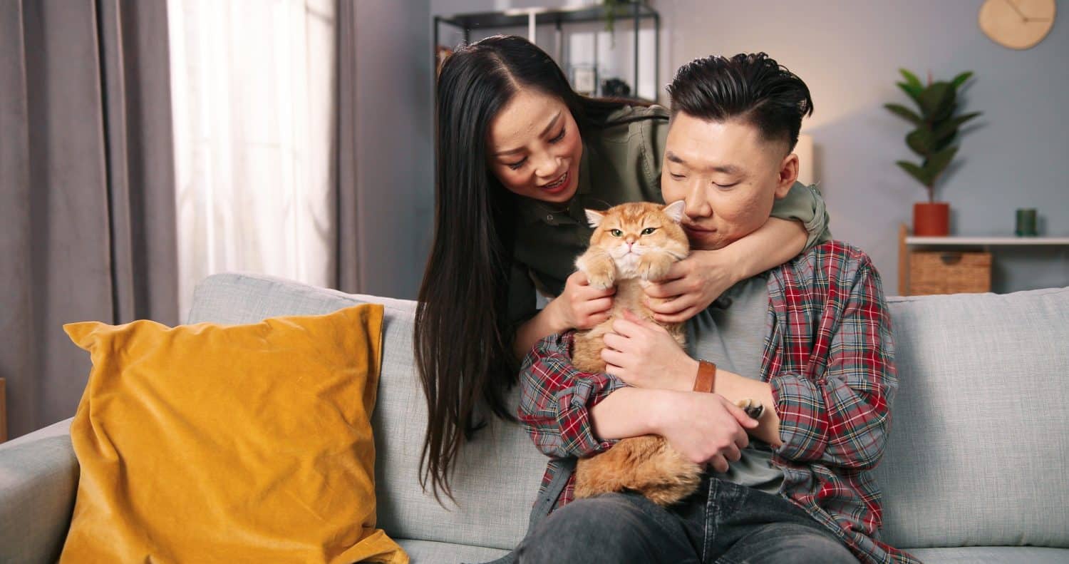 Portrait of caring Asian married couple man and woman holding cute cat while resting at home spending time together, pet lover, animal fluffy love, owner holding cat in arms, family member