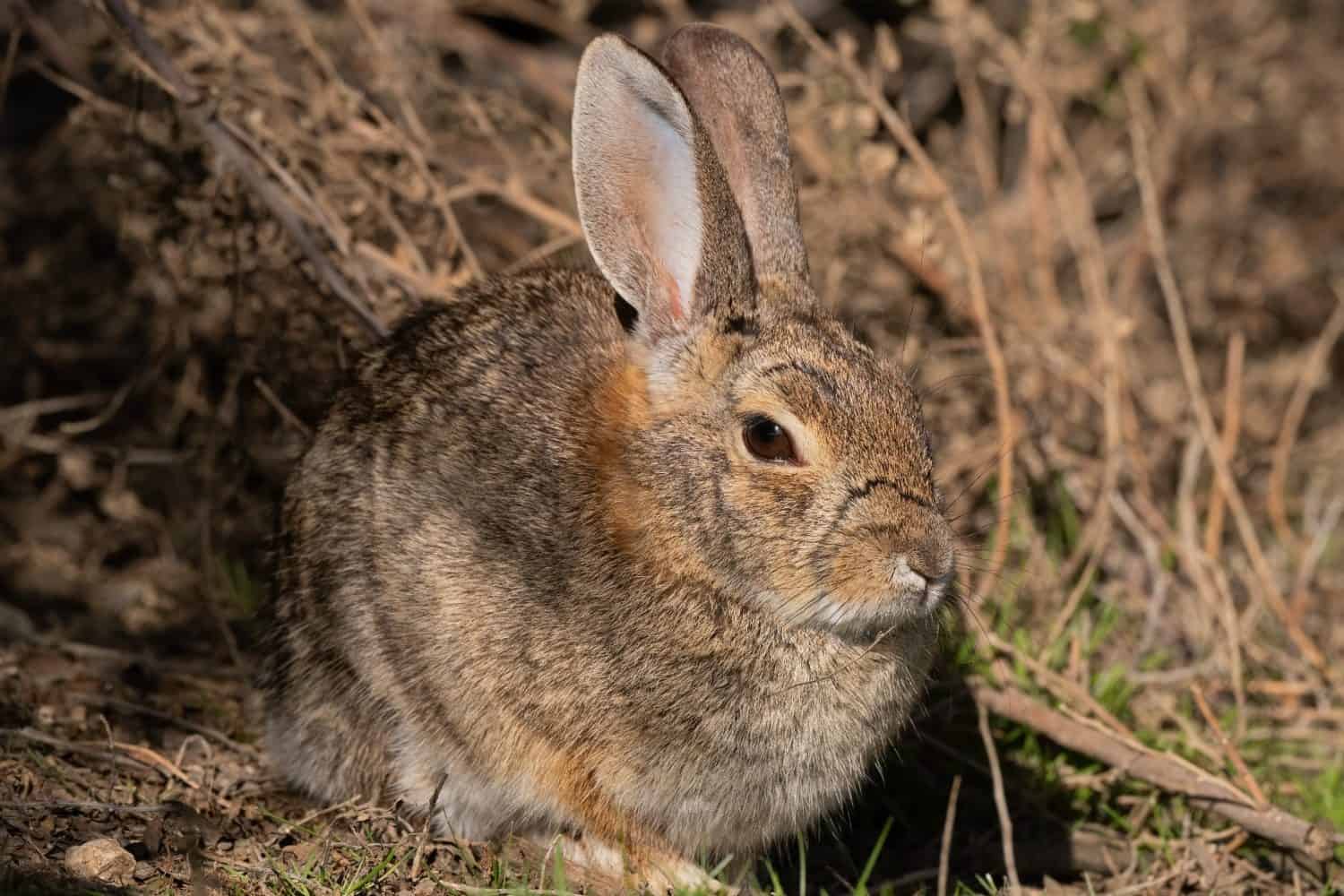 Riparian Brush Rabbit Sitting Very Still