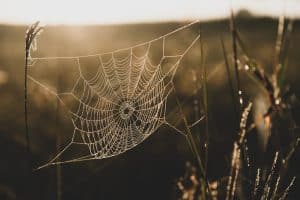 Close-up glowing spider web or cobweb with dew hanging on the grass in the early morning. Golden sunrise shines on spider web and grassland in the background. Focus on cobweb.