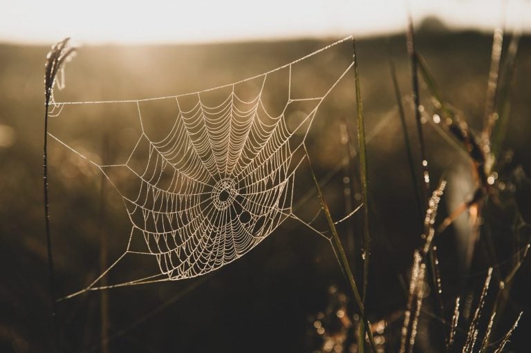 Close-up glowing spider web or cobweb with dew hanging on the grass in the early morning. Golden sunrise shines on spider web and grassland in the background. Focus on cobweb.