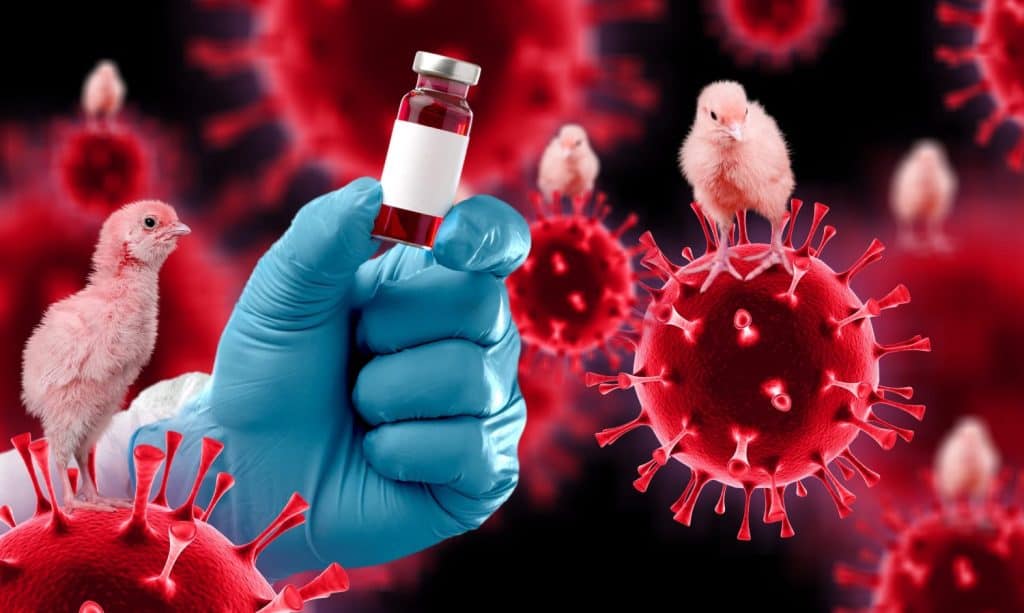 Organic Roaming Village Chicken and avian influenza molecule