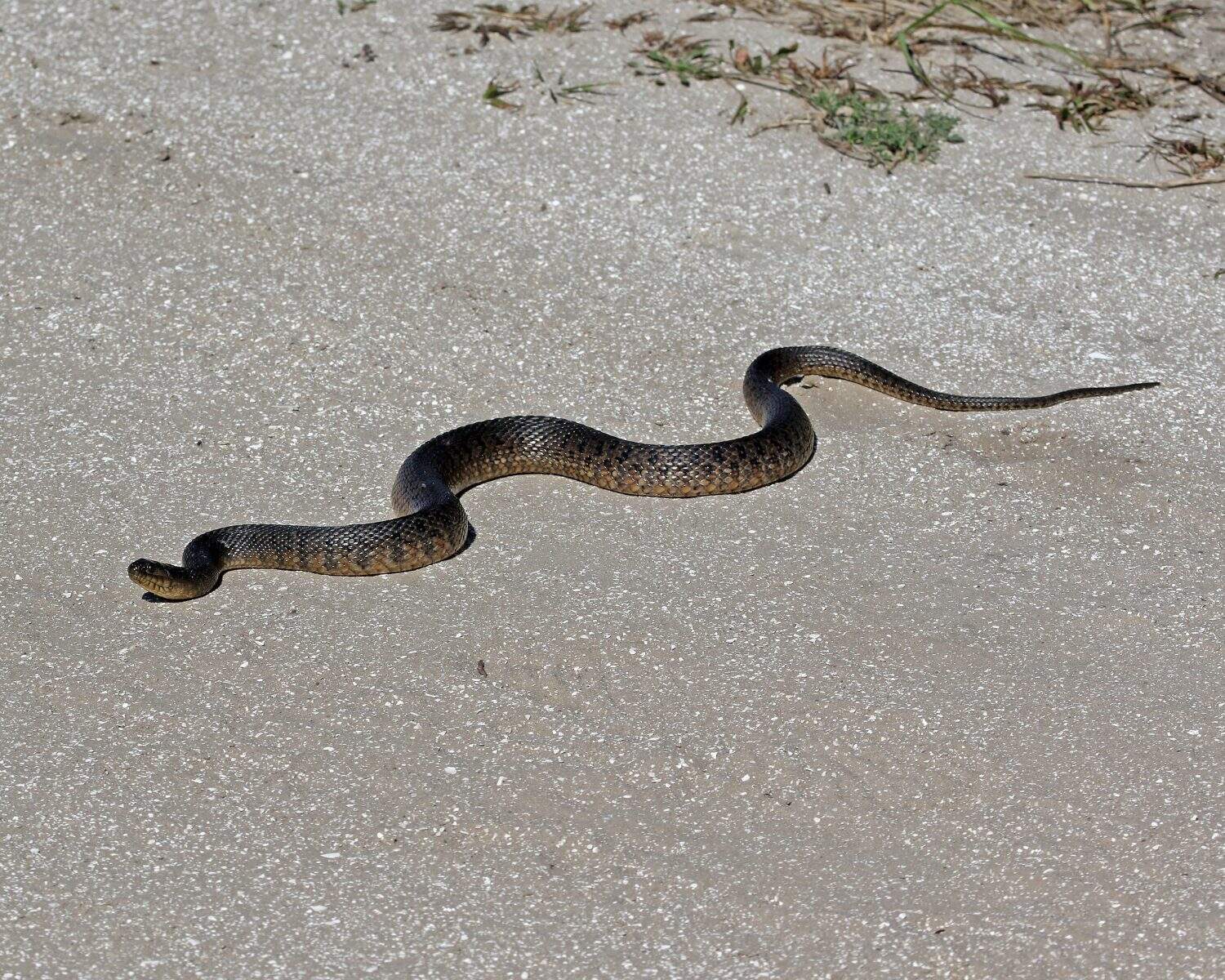 Florida Green Watersnake (Nerodia floridana) snake