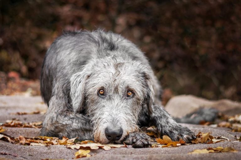 Irish Wolfhound lies on the pad with fallen autumn leaves. The head laid on the front legs and the look at the camera. Blurred background.