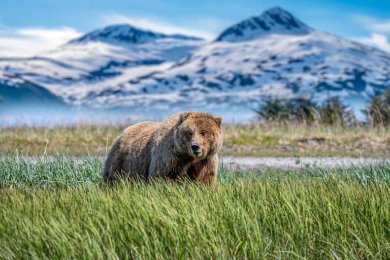 Brown bear, Coastal bear or known as Grizzly bear in Lake Clark National Park and Preserve, Alaska