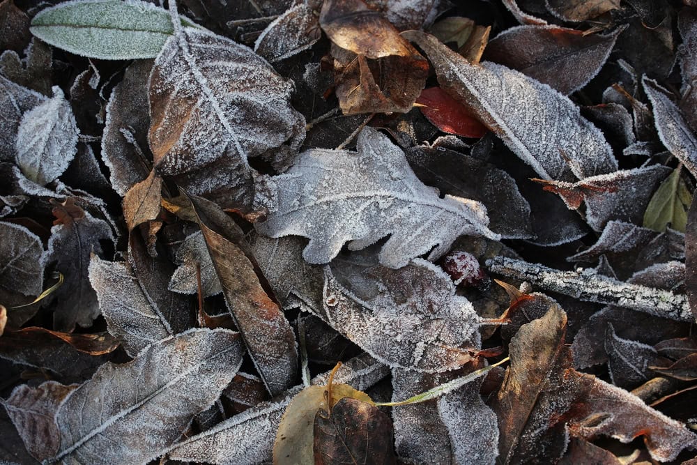 frozen fallen leaves on the ground in autumn