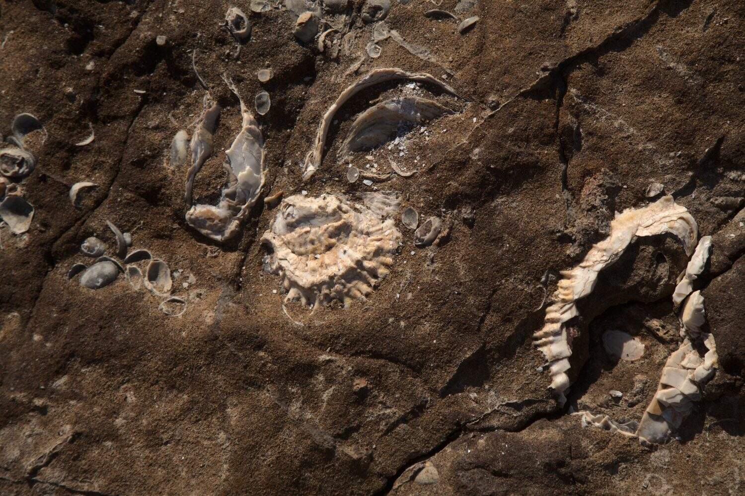 Fossilized remains of large oyster-like bivalve mollusc from miocene geological epoch found on El Confital beach on the edge of Las Palmas de Gran Canaria