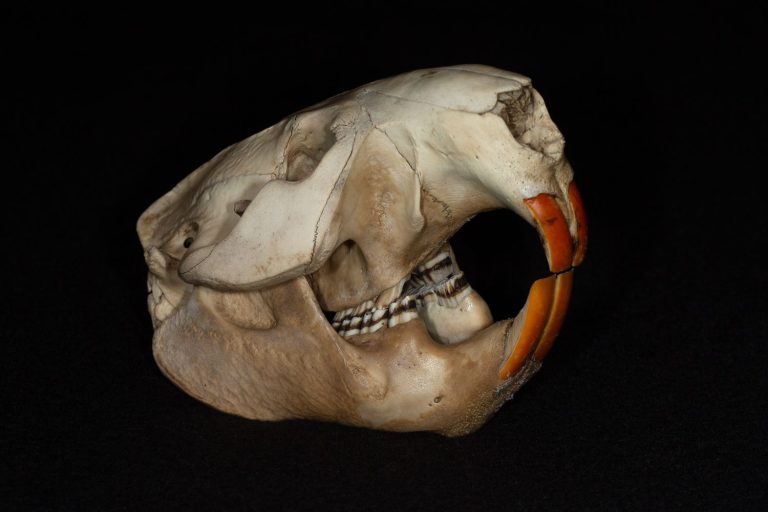 American beaver skull with front teeth